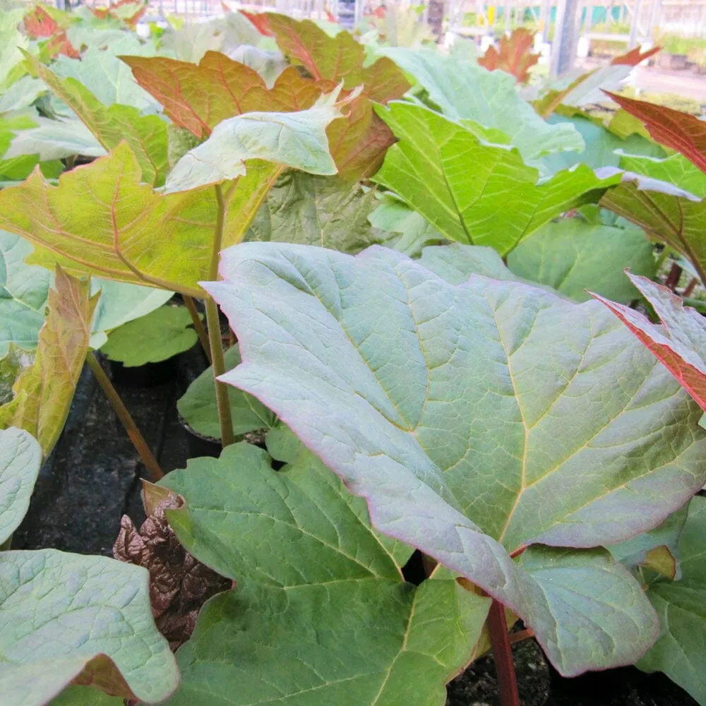 Rheum Palmatum Aquatic Pond Plant - Chinese Rhubarb