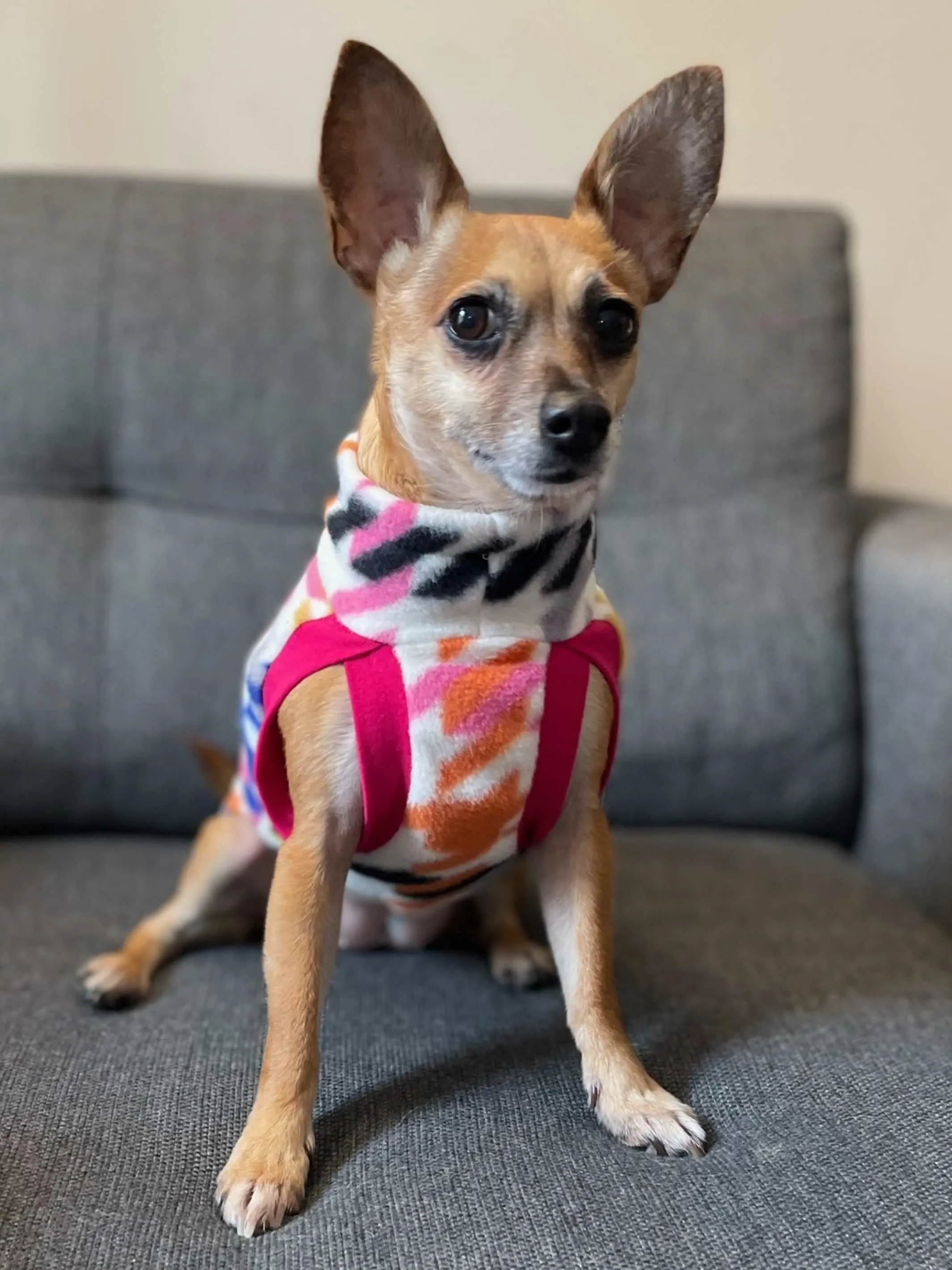 The Pepita Rainbow Dog Sweater