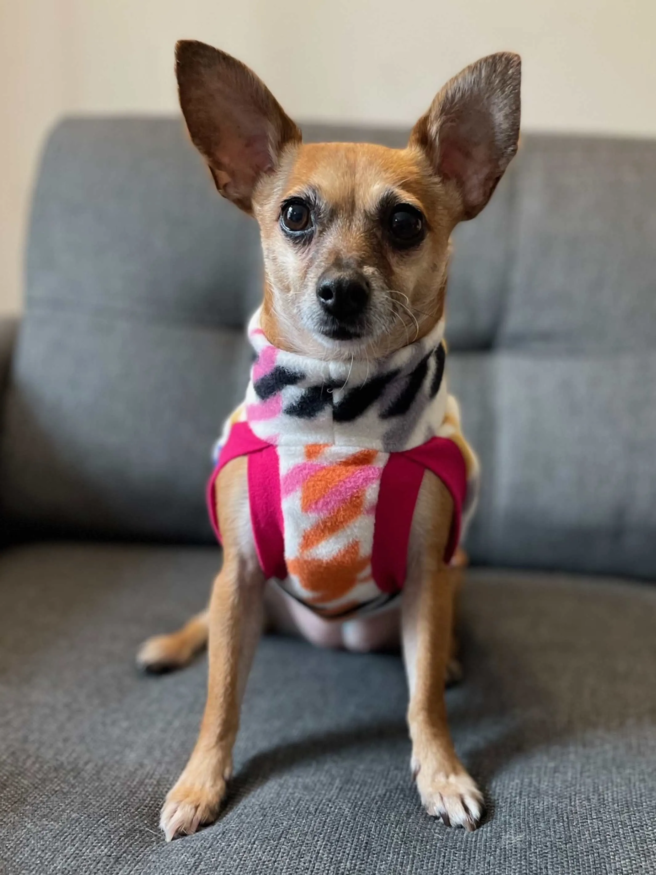 The Pepita Rainbow Dog Sweater