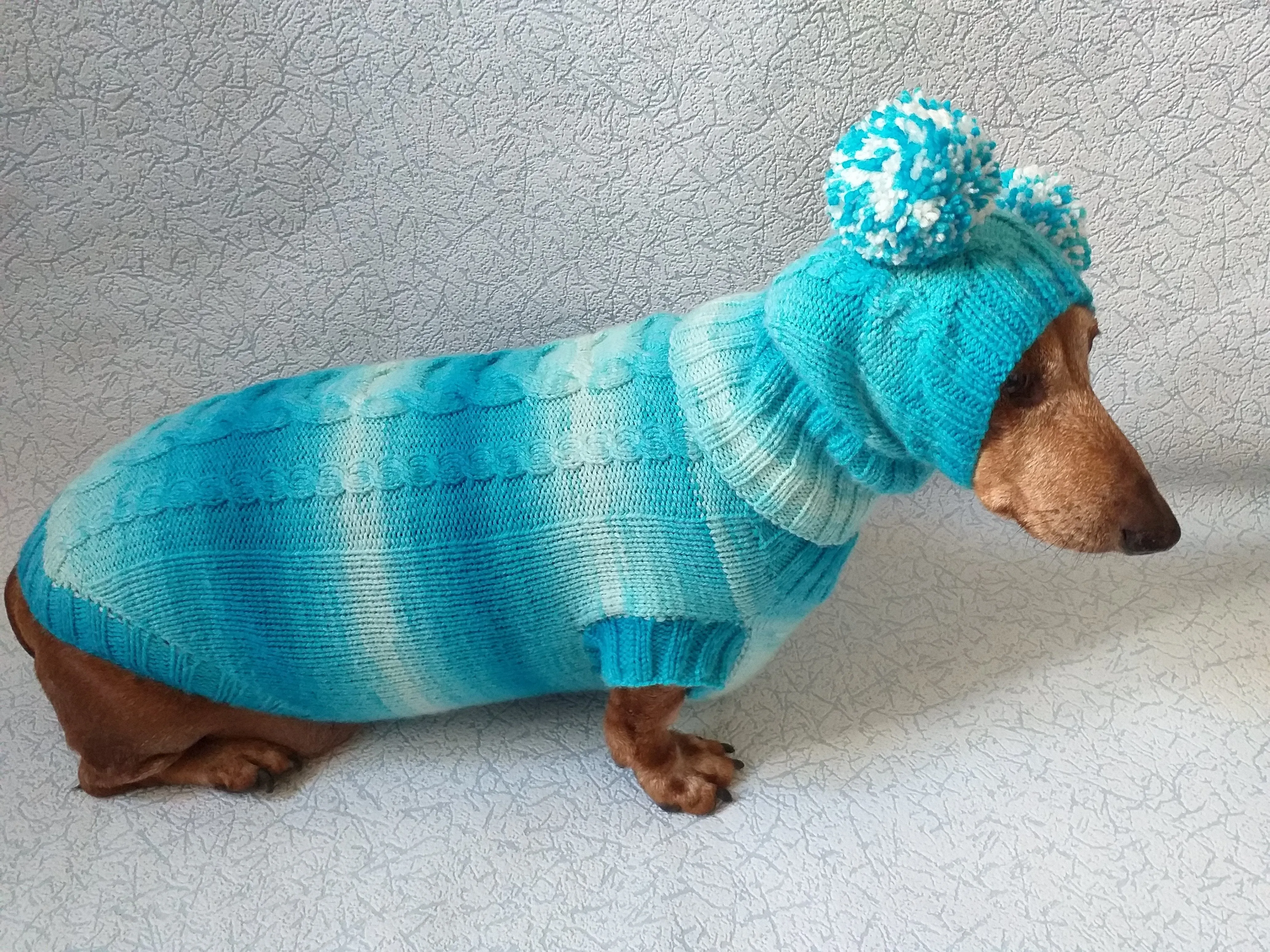 Warm blue suit sweater and hat for dog, clothes for dachshunds